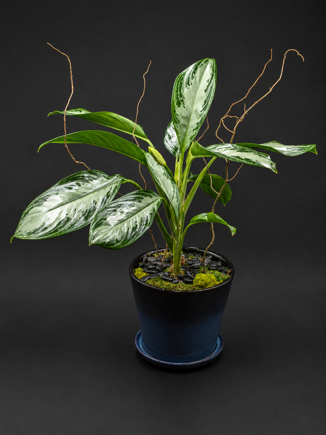 Aglaonema 'Silver Bay' (Chinese Evergreen)