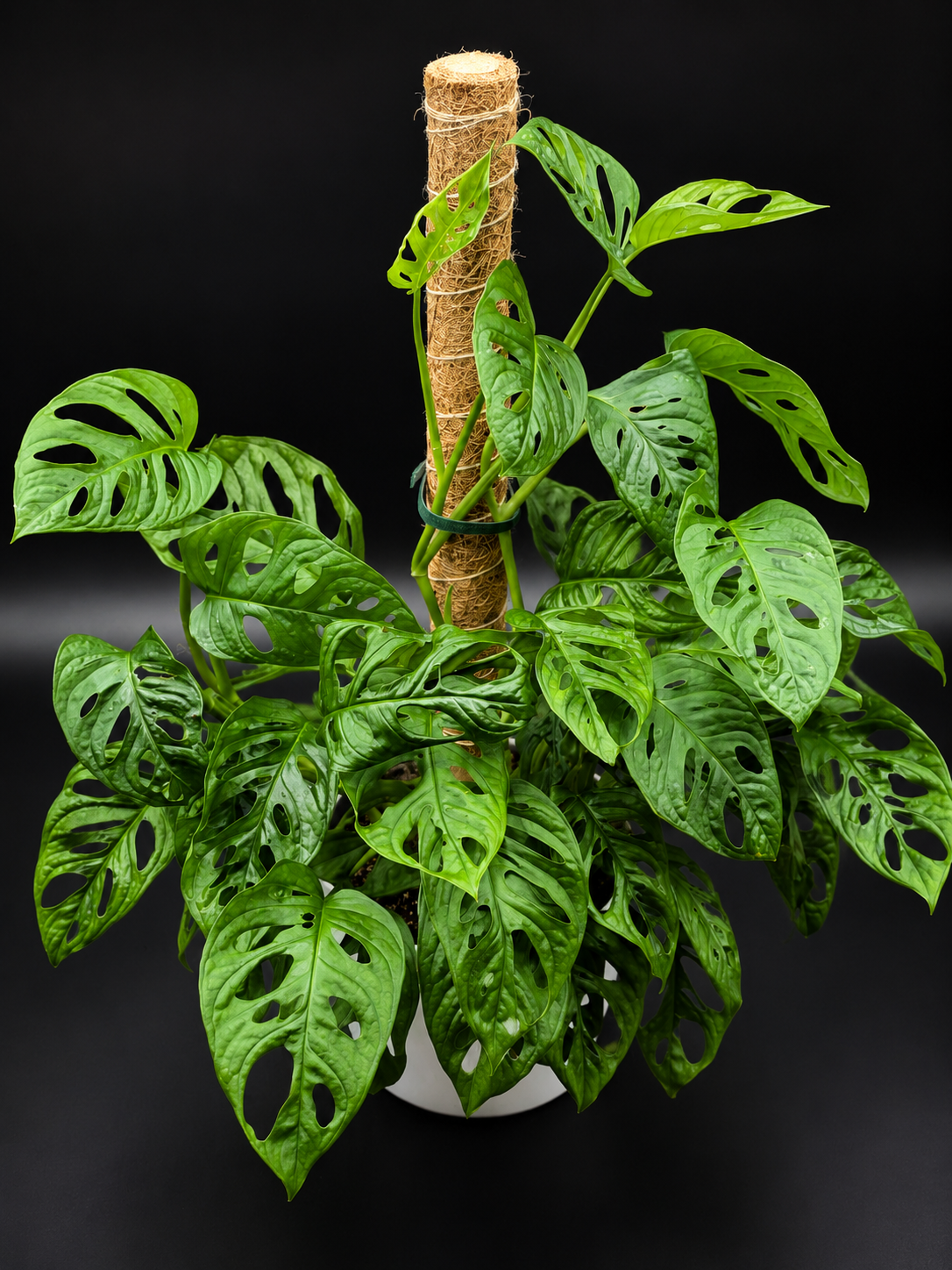 Swiss Cheese Monstera