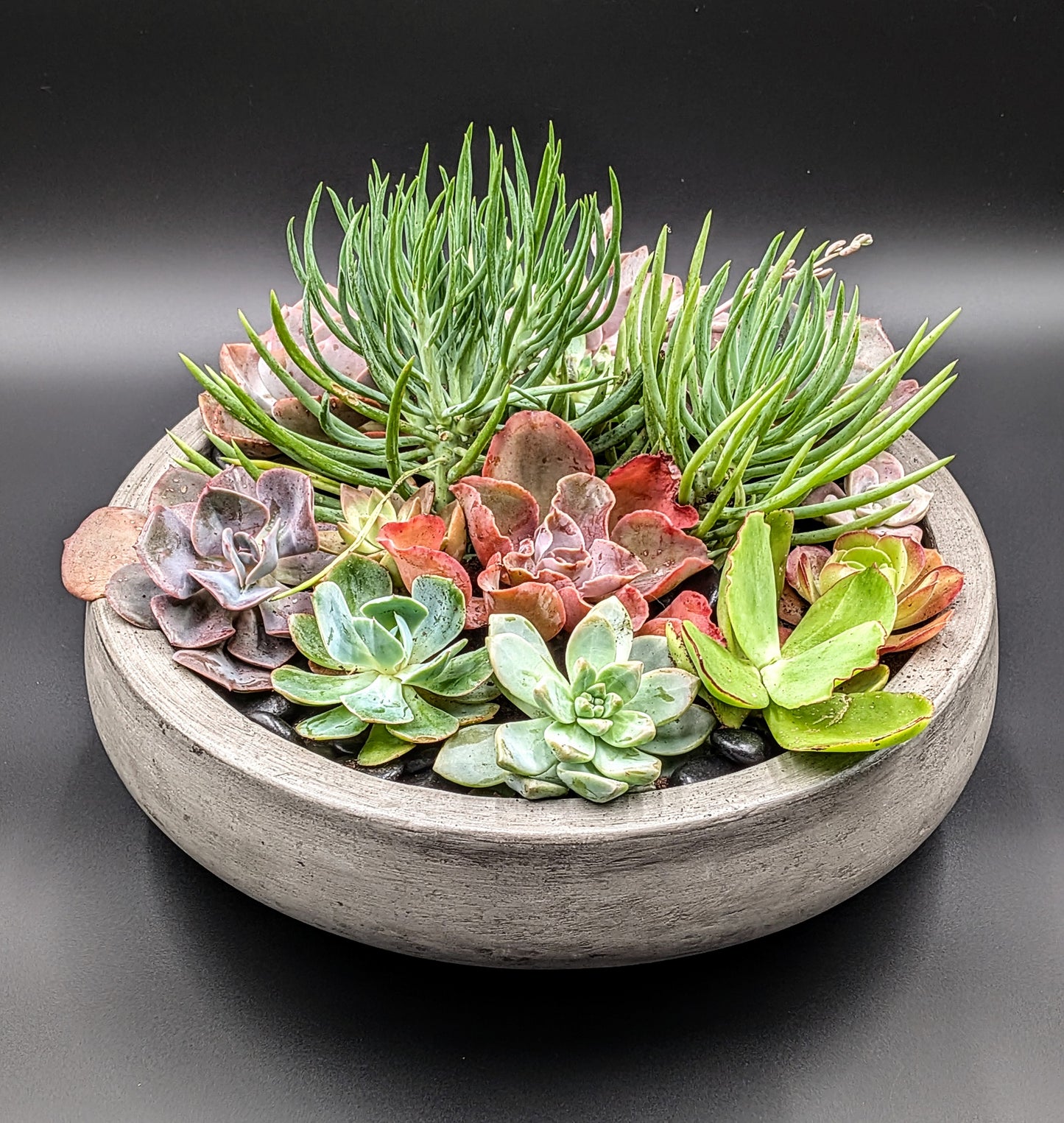 Modern Plant Gardens