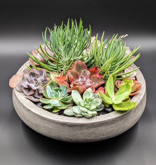 Modern Plant Gardens