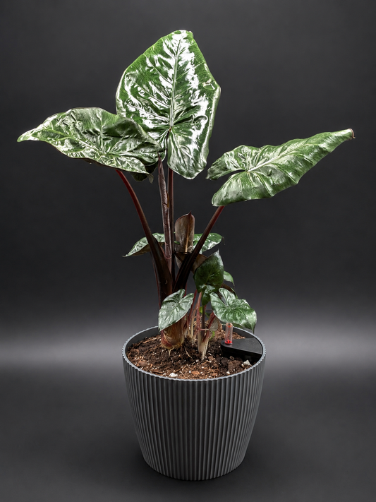 Alocasia 'Regal Shields'