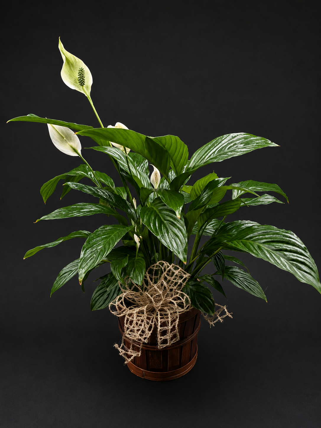 Peace Lily (Spathiphyllum)