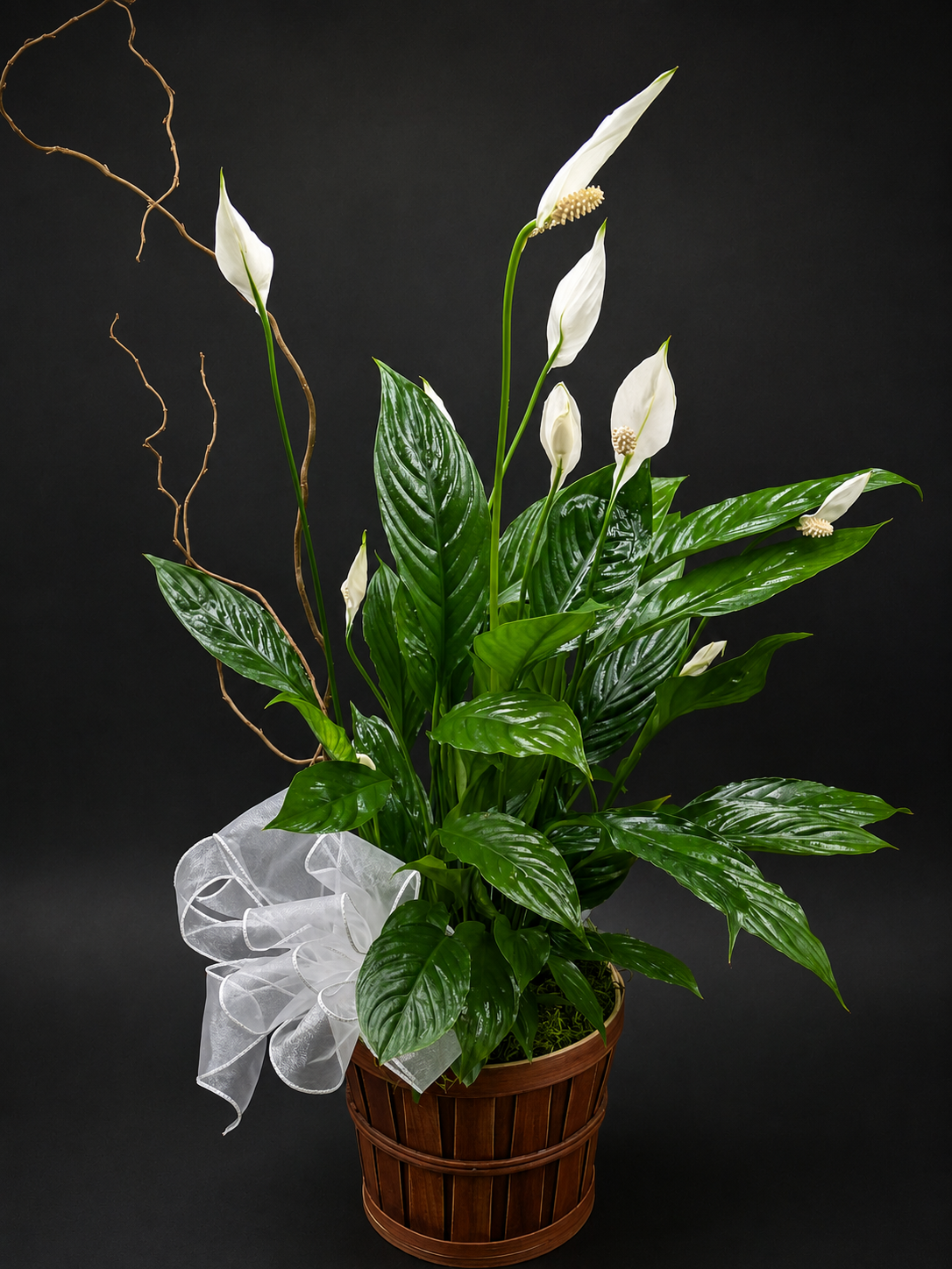 Peace Lily (Spathiphyllum)
