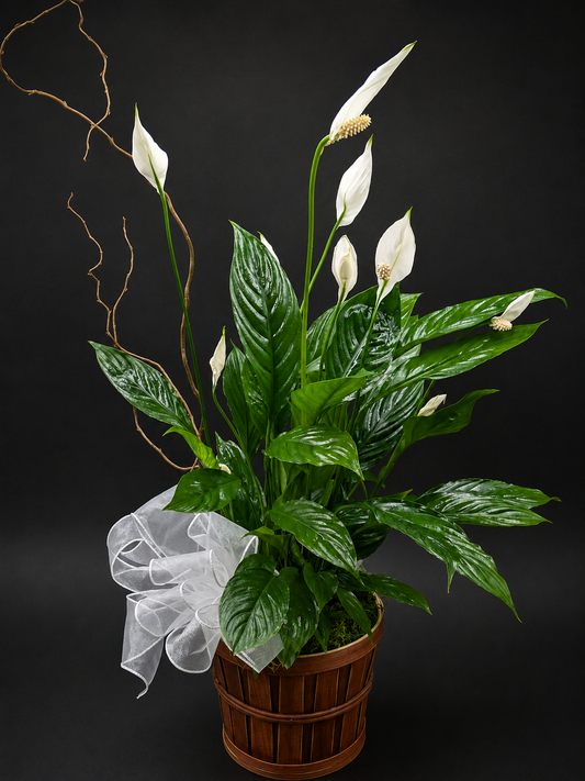 Peace Lily (Spathiphyllum)