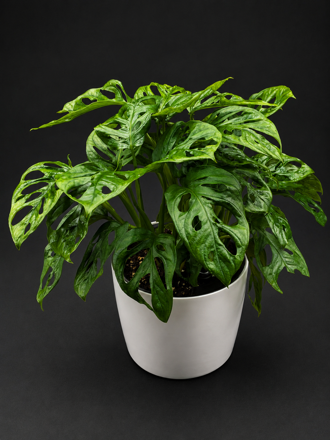 Swiss Cheese Monstera