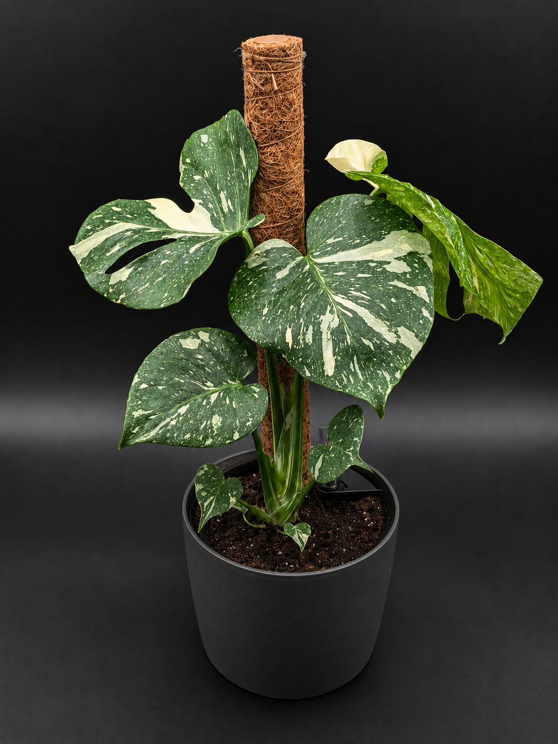 Thai Constellation Monstera