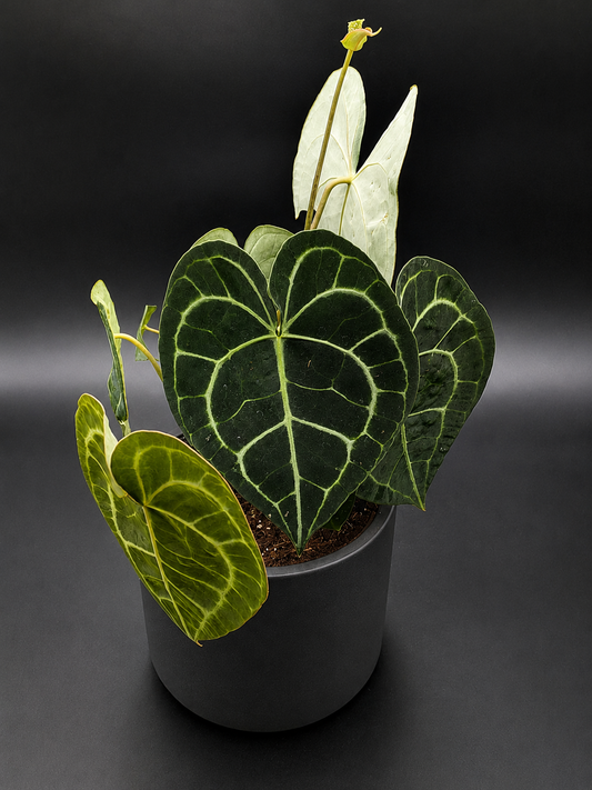 Velvet Anthurium